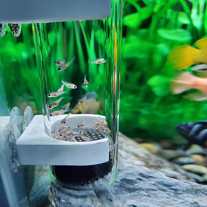 WEAVERBIRD 50mm Fish Hatchery Incubator, Aquarium Cichlids Fish Egg Incubator Tumbler Fish Hatchery Breeding for Fish Tank