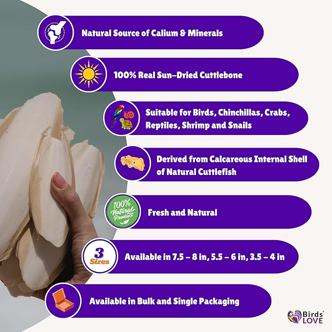 Birds LOVE Natural Cuttlebone - Premium Calcium & Trace Mineral Supplement for Avian Species, Tortoises, and Snails - Pure Cuttlefish Bones for Parakeets, Cockatiels & All Birds - 12 Pack of 5 .5-6"