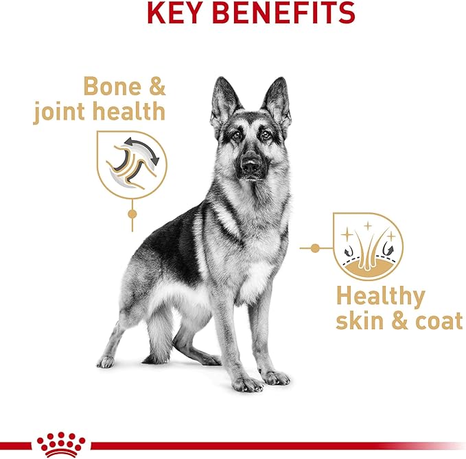 Royal Canin Breed Health Nutrition German Shepherd Adult Loaf in Sauce Canned Dog Food, 13.5 oz Can (Case of 12)