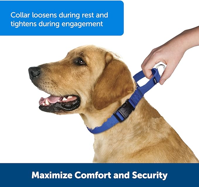 PetSafe Martingale Dog Collar with Quick-Snap Buckle - Medium, 1 Inch, Royal Blue