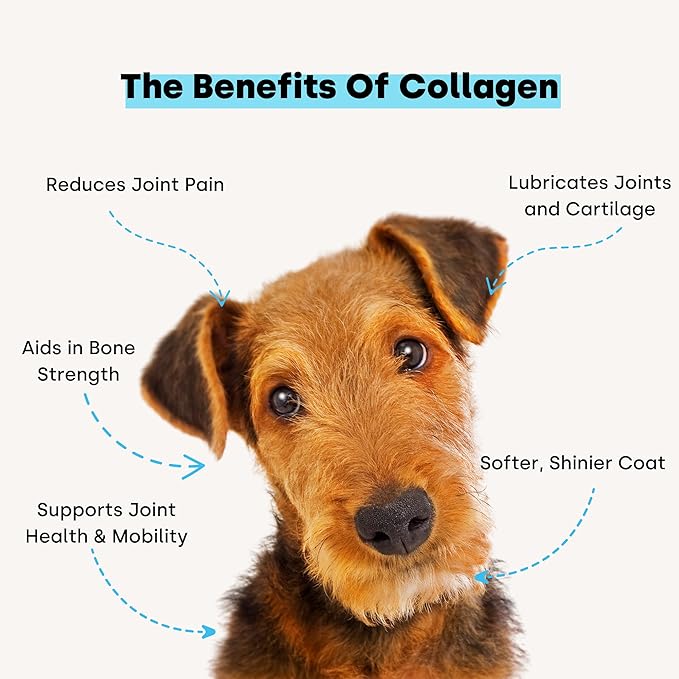 Collagen Puptides - Collagen for Dogs | Great for Senior Dog Joints. Premium Bovine, Marine Collagen, Omega 3s. for Dog Joints, Cartilage & Skin.. Tasty Steak Collagen Chews for Dogs