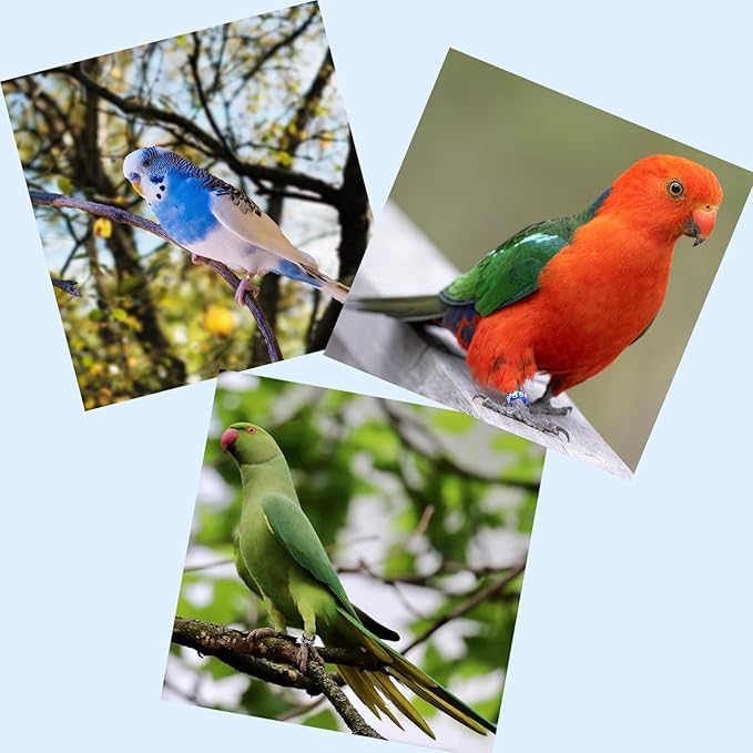 80 Pcs Open Bird Ring Leg Bands,Ultra Lightweight Aluminum Bird Recognition Foot Rings for Parrots,Hibiscus Birds,Peonies,Pigeons,Quails,Rutin Chickens etc (ID:4MM)