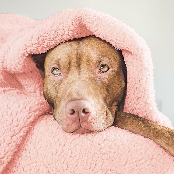 furrybaby Dog Blanket Soft Dog Blankets for Small Dogs Puppy Essentials Washable Fluffy Sherpa Fleece Cat Blanket 24x32 Inches for Bed Furniture Couch Sofa (Double-Layer Small, Pink)