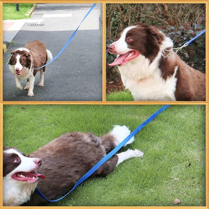 AMAGOOD 6 FT Puppy/Dog Leashes, Strong Traditional Style Leash with Easy to Use Collar Hook,Dog Lead Great for Small and Medium and Large Dog (3/4 in x 6 ft(Pack of 1), Blue)