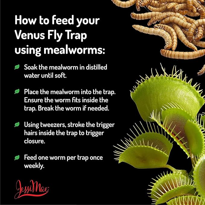 Freeze Dried Mealworms - Natural Protein Meal Supplement for Chickens, Birds, Venus Fly Trap, Reptiles, Hedgehogs and More - Carnivorous Plant Food - 4 OZ