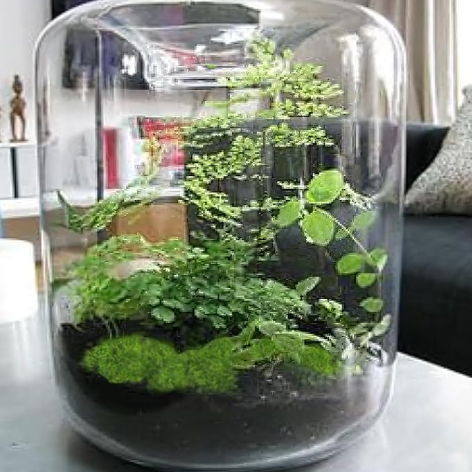 FAICOIA Preserved Pillow Moss Bulk Green Moss Balls for Bowls Natural Green Decorative 1.29 sq.ft Preserved Pole Moss Pillow for Wall Art Terrariums Crafts Fairy Gardens Pot Plants Easter Table Decor
