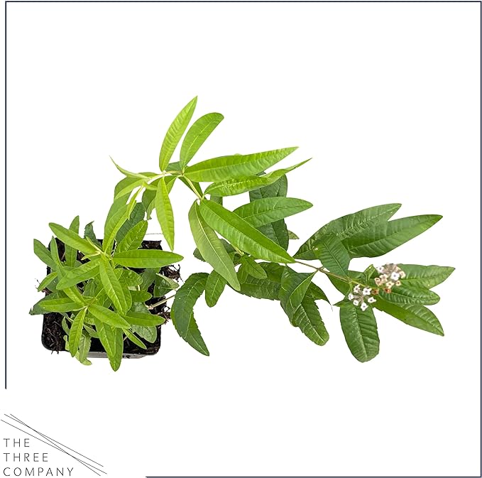 Live Aromatic and Healthy Herb - Lemon Verbena (4 Per Pack) - Naturally Improves Sleep Quality - 6" Tall by 4" Wide in 1 Pint Pot
