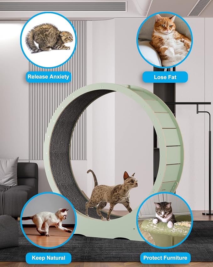 Cat Wheels for Indoor Cats. Extra Large Diameter Cat Treadmill. Made of Natural Solid Wood. Inside Diameter 40in/100cm. Including Installation Tools and Cat Teaser. (Green)