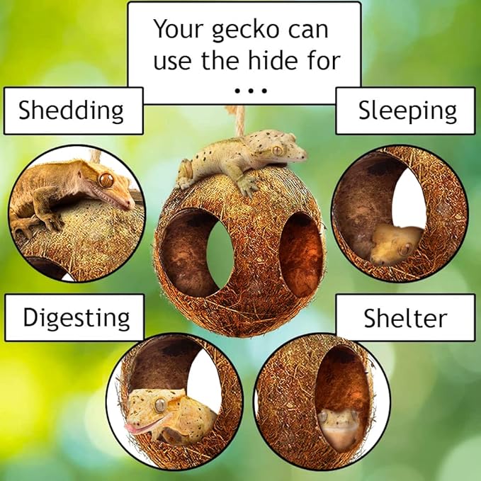 SunGrow Leopard Gecko Coco Hut, Gecko Climbing Accessories, Raw Coconut Shell Reptile Hide, Terrarium Habitat Décor, 2.5” Opening Diameter, with Fiber Loop for Hanging (3-Holes)