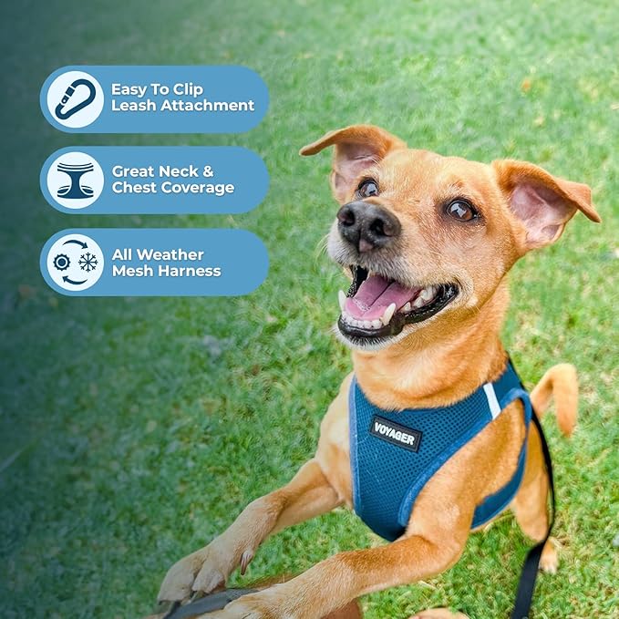 Voyager Step-in Air Dog Harness - All Weather Mesh Step in Vest Harness for Small and Medium Dogs and Cats by Best Pet Supplies - Harness (Royal Blue/Black Trim), XL (Chest: 20.5-23")