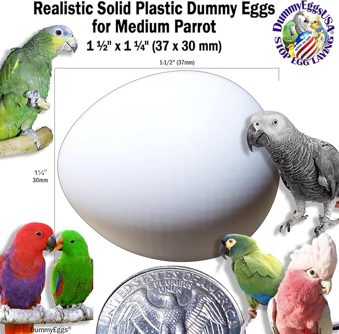 2 Medium Parrot Control Laying! 1.5" x 1.25" (3.7 x 3cm) Non-Toxic Solid Plastic Fake Bird Eggs African Grey, Eclectus, Azn, Small Cockatoo or Macaw. Ship Fast!