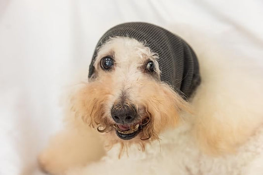 Dog Noise Cancelling Ear Muffs No Flap Dog Ear Protectors for Dogs Hoodie Wrap Quiet Headphones for dogs Grey M