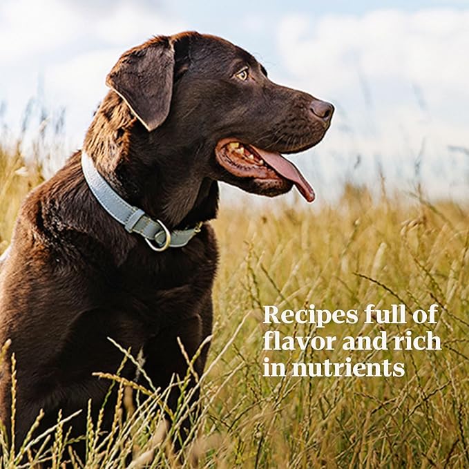 NUTRO PREMIUM LOAF Adult Natural Grain Free Wet Dog Food Tender Beef, Sweet Potato & Carrot Recipe, 12.5 oz. Cans (Pack of 12)