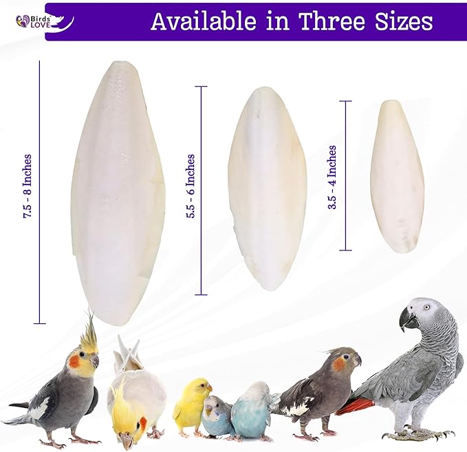 Birds LOVE Natural Cuttlebone - Premium Calcium & Trace Mineral Supplement for Avian Species, Tortoises, and Snails - Pure Cuttlefish Bones for Parakeets, Cockatiels & All Birds - 12 Pack of 5 .5-6"