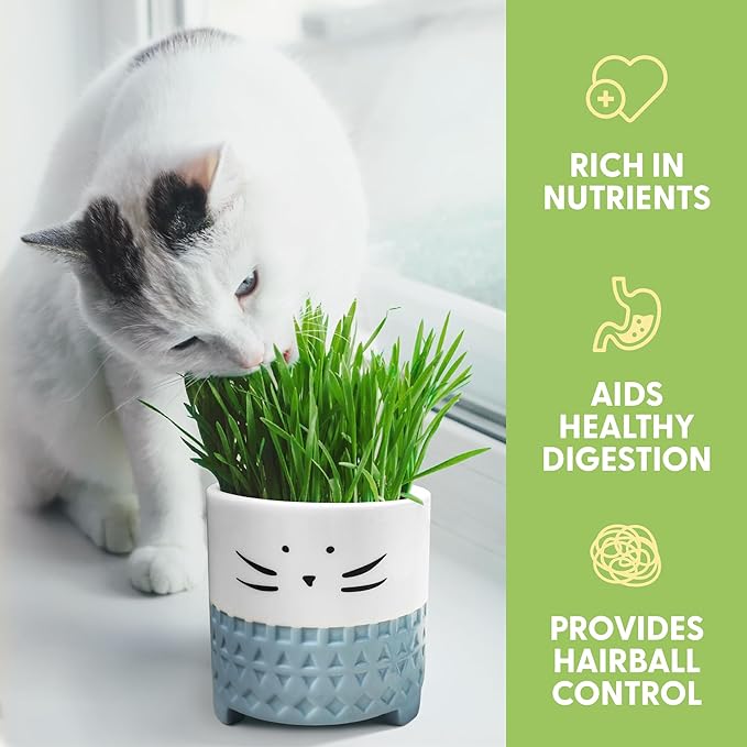 The Cat Ladies Cat Grass for Indoor Cats, Cat Grass Growing Kit with Organic Cat Grass Seed Mix, Soil and Ceramic Cat Planter, Pet Grass for Cats, Natural Hairball Remedy, Cat Gifts