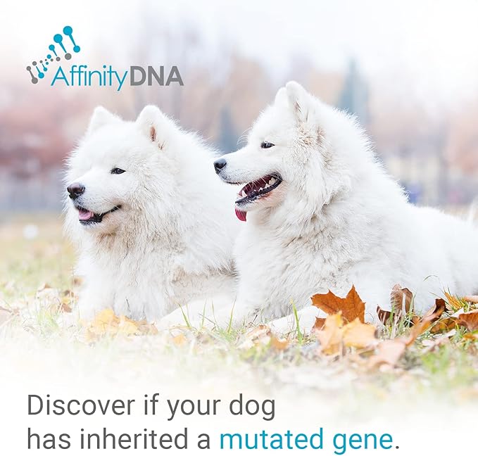 Dog Uric Acid DNA Test for Hyperuricosuria | Home Sample Collection Kit for 1 Canine | Dogs Uric Acid Testing | Results in 7 Working Days | A Complete Kit with No Extra Fees