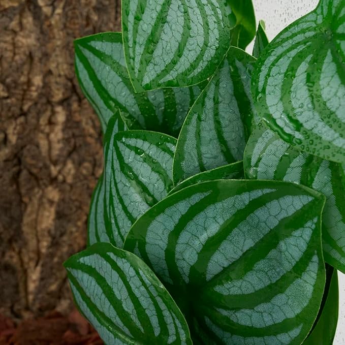 Reptile Plants for Terrarium, Amphibian Habitat Decor Artificial Hanging Plants with Suction Cup - Fake Calathea Orbifolia