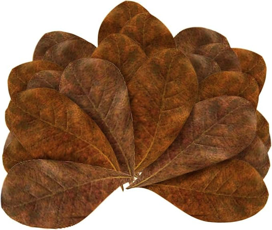 JOR 120 Pcs Mini Terminalia Indian Almond Leaves, 2" Ketapang Fin Rot Treatment Betta Fish Water Conditioner Aquarium Leaves, Create Realistic River Habitat, Reduce Stress, for Shrimp & Tropical Fish