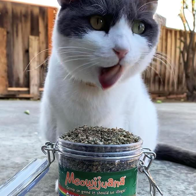 Meowijuana Catnip Pawty Mix Jar - Premium Organic Catnip for Cats - Irresistible Blend for Feline Entertainment, Fresh Catnip for Extended Playtime - Elevate Your Cat's Enjoyment