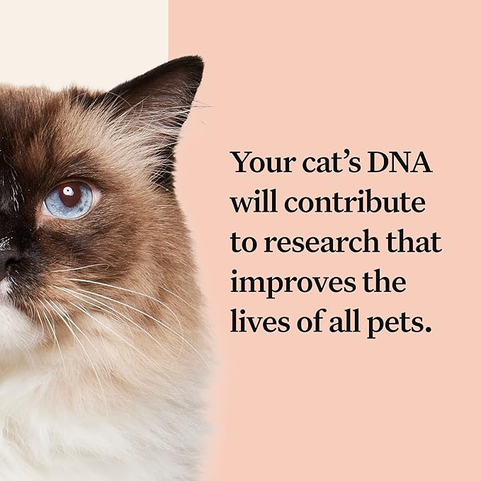Wisdom Panel Complete: Comprehensive Cat DNA Test kit for 45 Health Genetic Health Conditions, 70+ Breeds and populations, 25+ Traits, Blood Type - 2 Pack