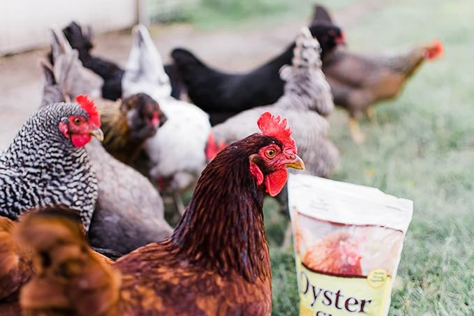 Manna Pro Crushed Oyster Shell for Laying Hens - Laying Chicken Oyster Shell - 6-Pack of 5lbs