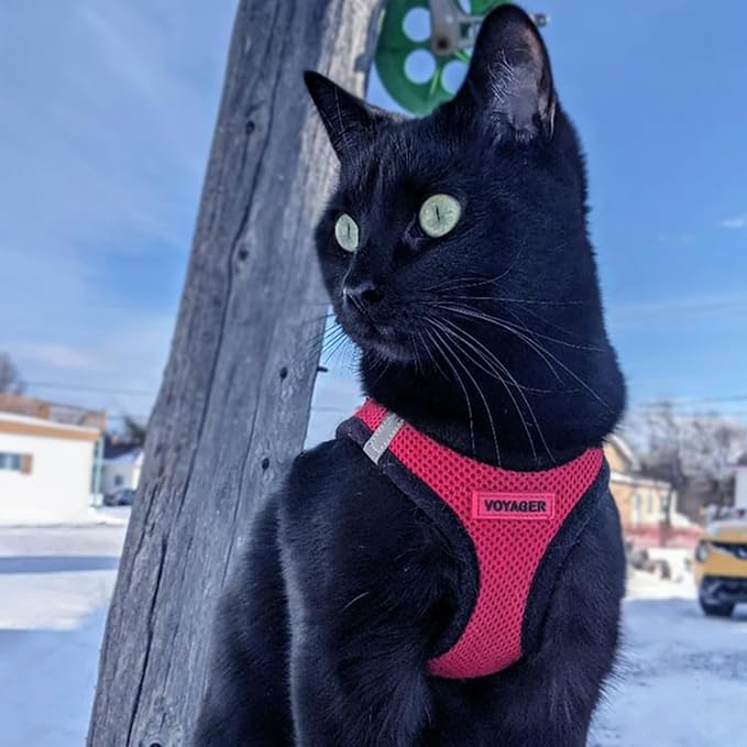 Voyager Step-in Air Cat Harness - All Weather Mesh Step in Vest Harness for Small and Medium Cats by Best Pet Supplies - Harness (Red/Black Trim), XXXS (Chest: 9.5-10.5")