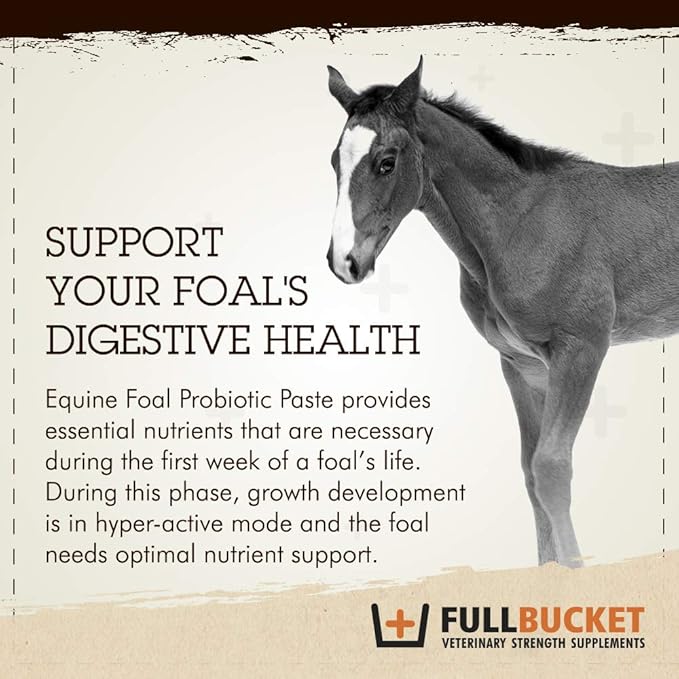 Foal Probiotic Paste (Single)