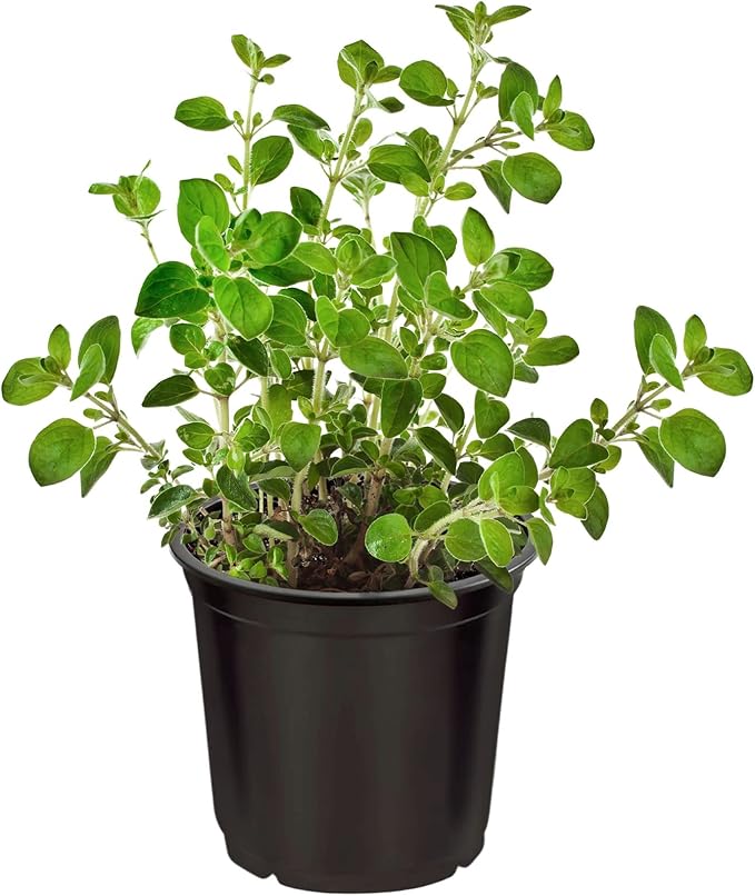 Live Aromatic and Healthy Herbs - Assorted Varieties (4 Per Pack) - Lemon Verbena, Eucalyptus, Mint, Lemon Balm - 6" Tall by 3" Wide in 1 Pint Pot