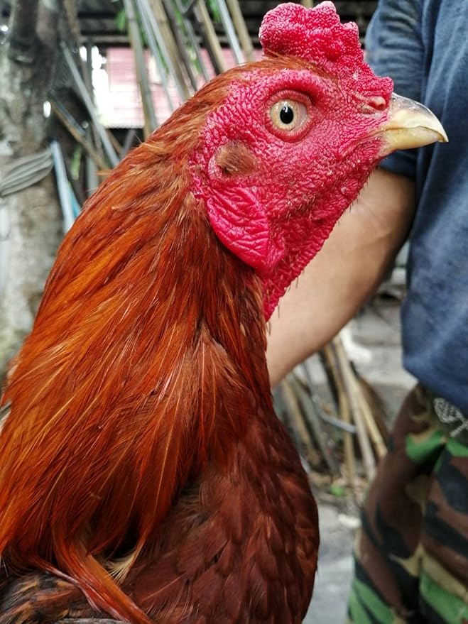 2 PCS, Rooster Booster Chicken Wound Care Skin Soother Healing 30 CC. Protection & Quickly Recover Skin Heal Wounds Pain After Fighting Fast Dries Work Well for Sore Mouth Face Feet Poultry Bird