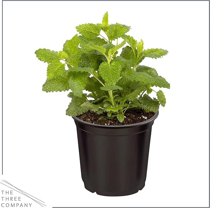 Live Aromatic and Healthy Herbs - Assorted Varieties (4 Per Pack) - Lemon Verbena, Eucalyptus, Mint, Lemon Balm - 6" Tall by 3" Wide in 1 Pint Pot