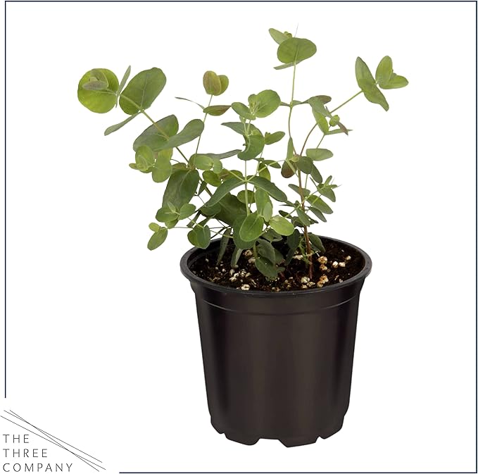 Live Aromatic and Healthy Herbs - Assorted Varieties (4 Per Pack) - Lemon Verbena, Eucalyptus, Mint, Lemon Balm - 6" Tall by 3" Wide in 1 Pint Pot