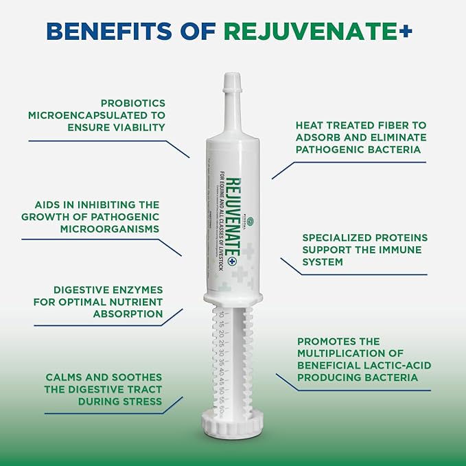 Rejuvenate+ Equine Oral Paste (60g Oral Syringe, Pack of 1) Digestive and Immune Support for Horses - Horse Supplements for Digestion