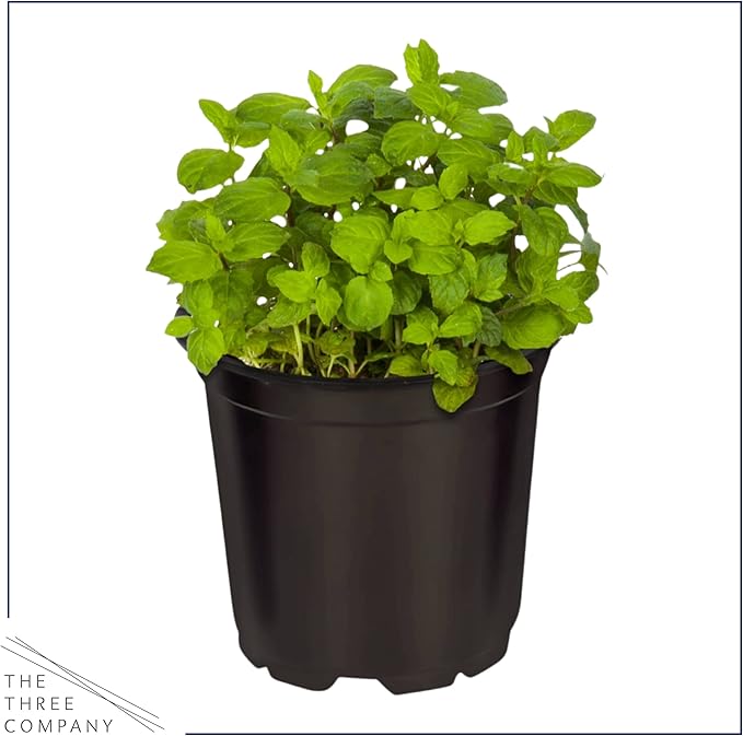 Live Aromatic and Healthy Herbs - Assorted Varieties (4 Per Pack) - Lemon Verbena, Eucalyptus, Mint, Lemon Balm - 6" Tall by 3" Wide in 1 Pint Pot