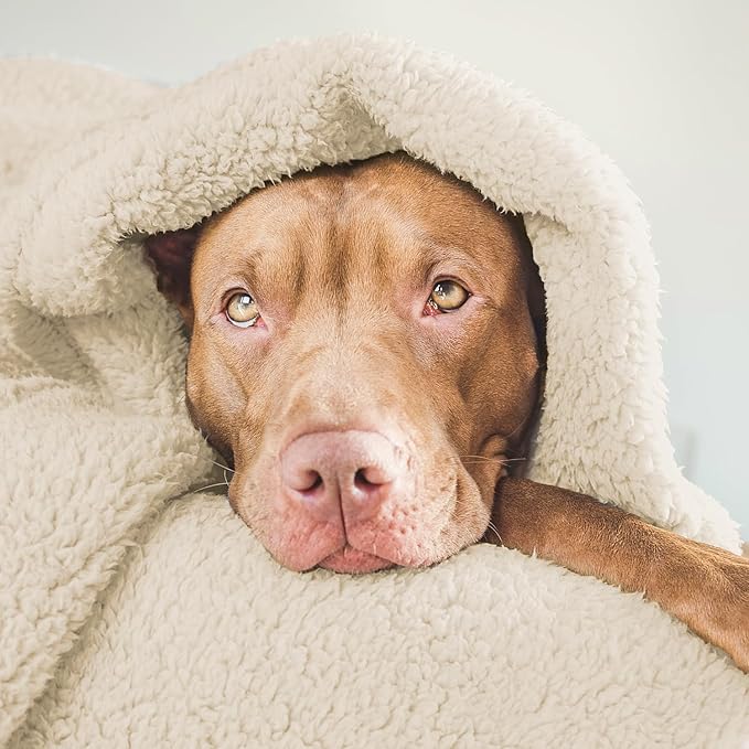 furrybaby Dog Blanket Soft Dog Blankets for Small Dogs Puppy Essentials Washable Fluffy Sherpa Fleece Cat Blanket 24x32 Inches for Bed Furniture Couch Sofa (Double-Layer Small, Beige)