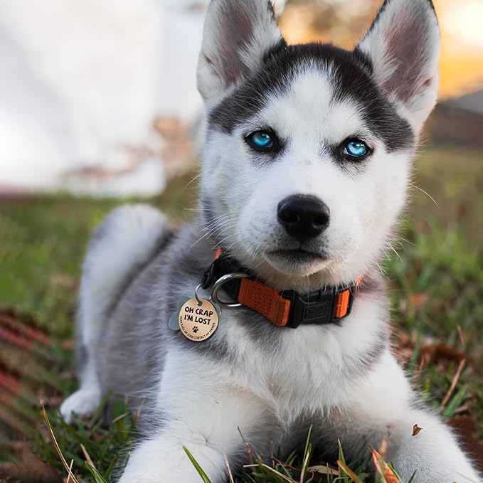 MYLUCKYTAG Stainless Steel QR Code Pet ID Tags Cat Tags - Pet Online Profile - Scan QR Receive Instant Pet Location Alert Email