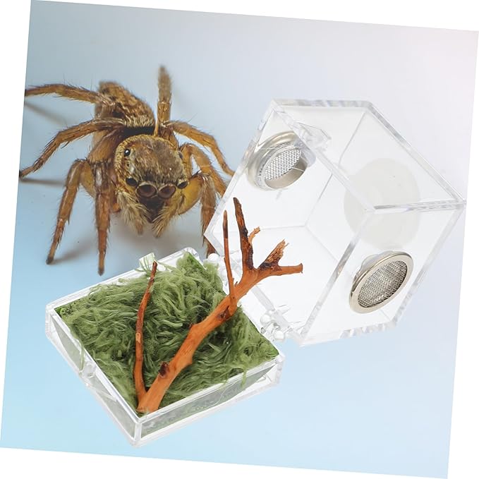 Mipcase 6pcs Box Jumping Spider Breeding Box Miniature Glass Animals Spider Micro Habitat Spider House Aquarium Breeding Tank Mini Fence Spider Habitat Reptile Wood Little Spider to Climb