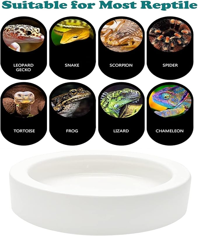 2 Pcs Reptile Food Bowl Ceramic Water Feeder Bowls Anti- Escape Mini Reptile Feeder for Lizard, Gecko etc, Round