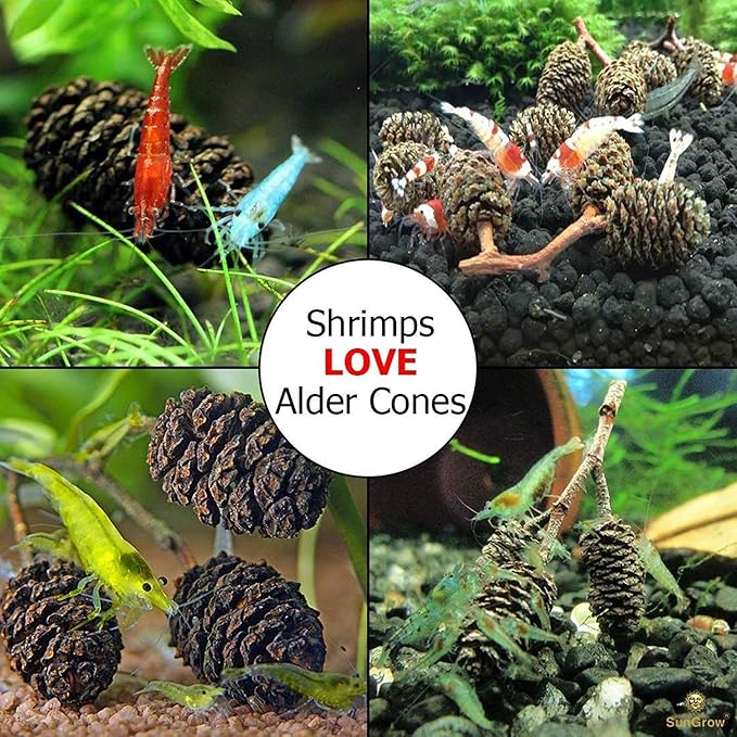 SunGrow Alder Cones for Shrimps, Water Conditioner for Freshwater Shrimp Tanks, Aquarium Decorations & Accessories, 1”, 50 Cones per Pack