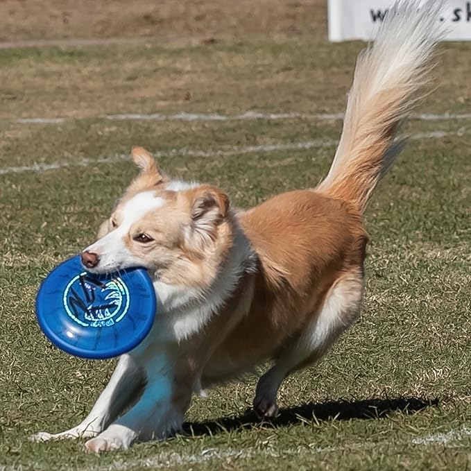 Hyperflite Pup Jawz dog flying disc • world's toughest canine competition-approved flying disc • best competition flying disc toy for pets • puncture resistant • 7 Inch • Blueberry