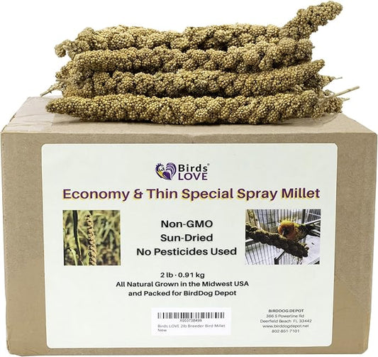 Birds LOVE Economy & Thin Special Spray Millet GMO-Free (No Stems Only Edible Tops) for Birds Cockatiel Lovebird Parakeet Finch Canary All Parrots Healthy Treat - 2lbs