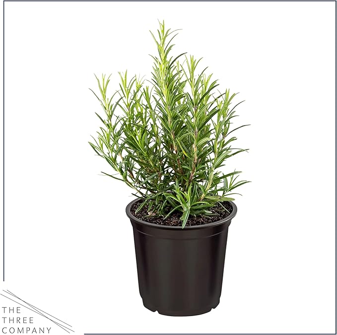 Live Aromatic and Healthy Herbs - Assorted Varieties (4 Per Pack) - Lemon Verbena, Eucalyptus, Mint, Lemon Balm - 6" Tall by 3" Wide in 1 Pint Pot