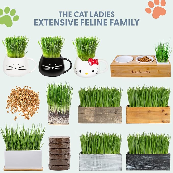 The Cat Ladies Cat Grass for Indoor Cats, Cat Grass Growing Kit with Organic Cat Grass Seed Mix, Soil and Ceramic Cat Planter, Pet Grass for Cats, Natural Hairball Remedy, Cat Gifts