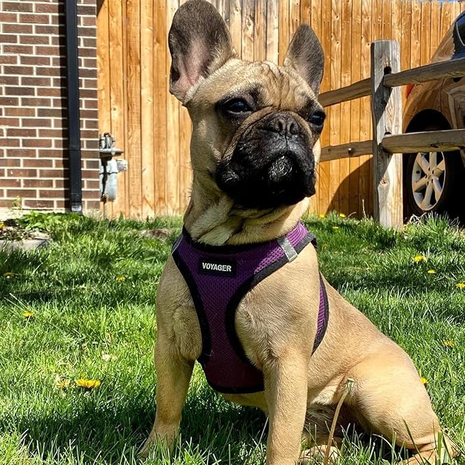 Voyager Step-in Air Dog Harness - All Weather Mesh Step in Vest Harness for Small and Medium Dogs and Cats by Best Pet Supplies - Harness (Purple/Black Trim), S (Chest: 14.5-16")