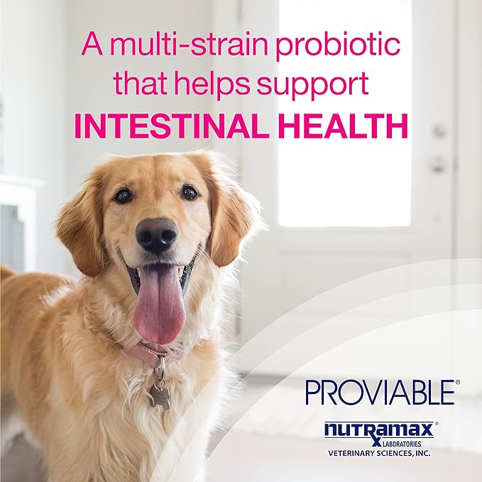 Nutramax Proviable Digestive Health Supplement Kit with Multi-Strain Probiotics and Prebiotics for Medium to Large Dogs - with 7 Strains of Bacteria, 30 mL Paste and 10 Capsules