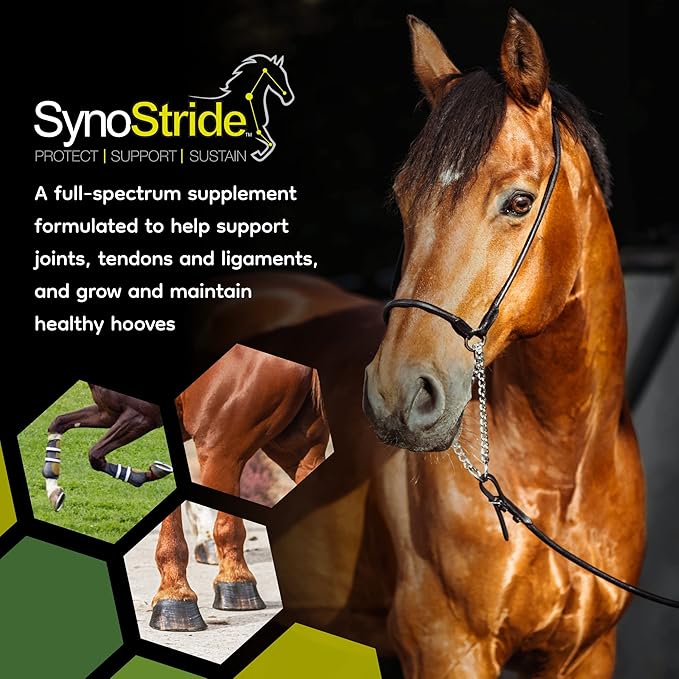 SynoStride All Natural, All-in-one, Joint Health Supplement for Horses, Powder with Glucosamine, Chondroitin, Hyaluronic Acid, Biotin, Methionine, Trace Minerals, Made in USA (1080 Grams)