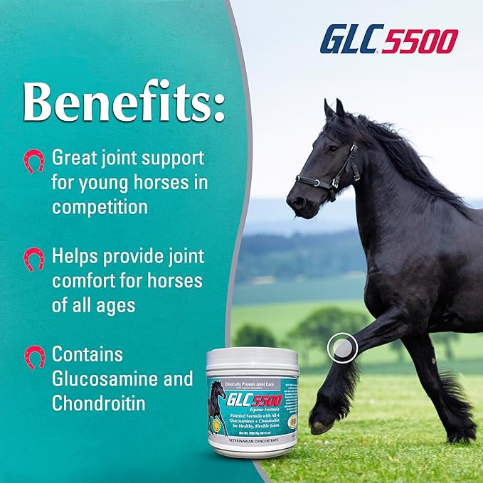 GLC 5500 Equine Formula - Glucosamine Chondroitin Joint Supplement for Horses - with All Four Types of Glucosamine for Healthy, Flexible Joints - 100% Pure Powder Concentrate - 38.12oz, 90 Day Supply