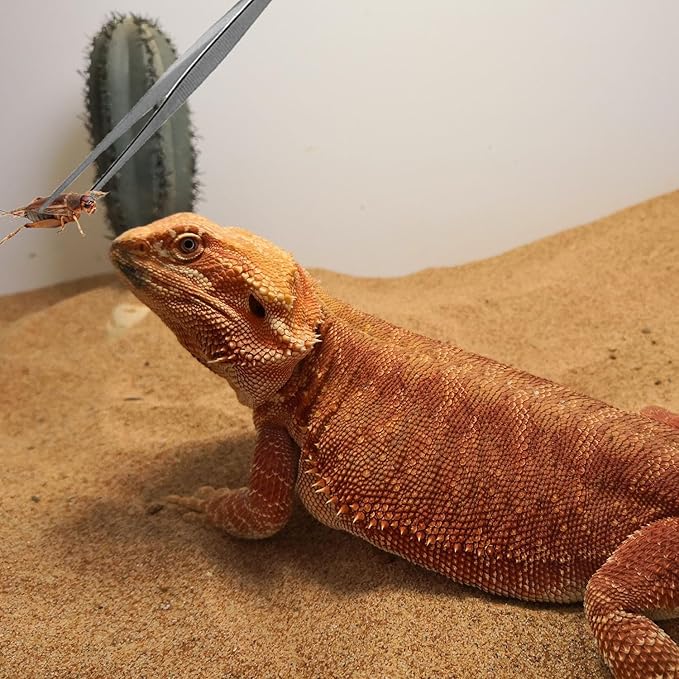 Reptile Sand Substrate Scoop Reptile Sand Fine Mesh Reptile Scooper Stainless Steel Terrarium Substrate Sand Bedding Litter Cleaner Scoop and Reptile Long Feeding Tongs Set (Green & black-2mm)