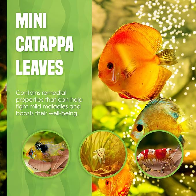 JOR 60 Pcs Mini Catappa Indian Almond Leaves for Discus, Angelfish & Neon Tetra, 2" Ketapang Fin Rot Treatment Betta Fish Water Conditioner Aquarium Tannin Leaves, Create Realistic River Habitat