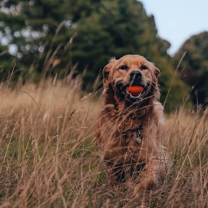 Beco Natural Rubber Outdoor Bouncy Play Ball for Dogs & Puppies, Fetch & Launcher Compatible, Bright Visible Orange