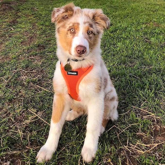 Voyager Step-in Air Dog Harness - All Weather Mesh Step in Vest Harness for Small and Medium Dogs and Cats by Best Pet Supplies - Harness (Orange), M (Chest: 16-18")